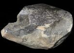 Polished Agatized Dinosaur Bone - Colorado #38338-1